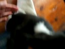 Louie saying hello Louie saying hello
