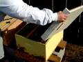 Bees 3