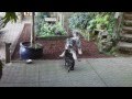 Dog is from Mars. Cat is from Venus