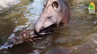 mqdefault A tap&iacute;r &eacute;letm&oacute;dja - Mesefarm - ismeretterjesztő port&aacute;l 