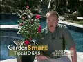 Wayside Gardens Gardening Tips - Container Roses