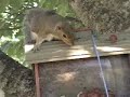 Squirrel release Squirrel release