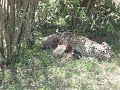 Cheetah And Cubs Enjoying Freshly Caught Gazelle,