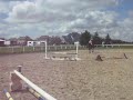 Bay Appendix Gelding for Sale