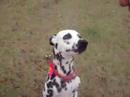 minha dalmata florzinha