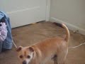 Elvis Fighting with the Dog in the Mirror