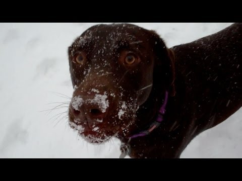 White Chocolate Lab