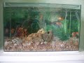 Meu Aquá de 20L. Com 5 Kinguios Red Whit  :D 