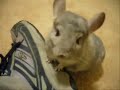 LUCKY AND TIKI VINTAGE VIDEO LUCKY AND TIKI VINTAGE VIDEO