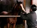 Hybrid Horsemanship (Tantrum)