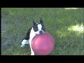 Boston Terrier Dog Catches Frisbee Boston Terrier Dog Catches Frisbee