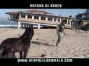 neapolitan mastiff