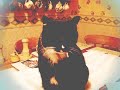 My Cat Midget.  by  raYTurner