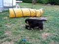 irma bernese mountain dog - puppies 8 weeks old #2