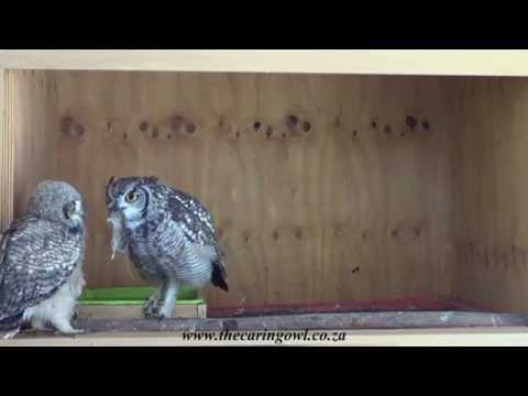 how to take care of an owl