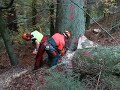stihl 660 starke tanne