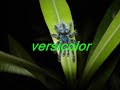 avicularia vad�szat