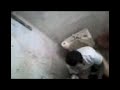 susurrando en el trono