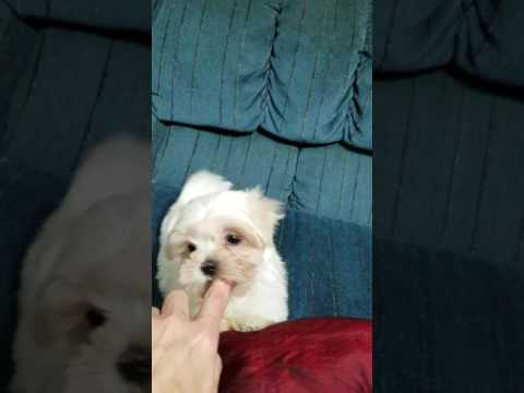 Sweet and Playful Little Libby