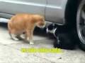 Gatos discutindo a relacao (discussing the relationship)