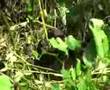 Gorillas in Bwindi: Wild Child