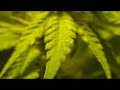 batibas indoor grow