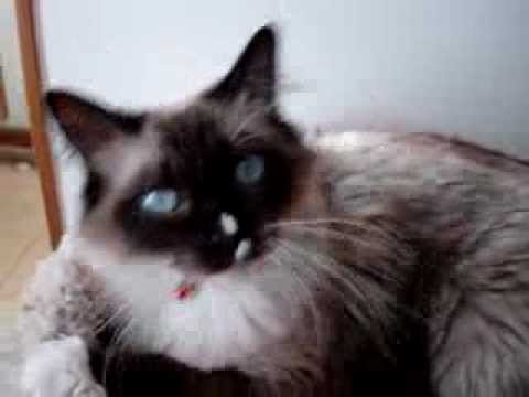 Angelkissed Ragdolls 0 Angelkissed Ragdolls
