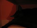 shocking cat splatter video shocking cat splatter video