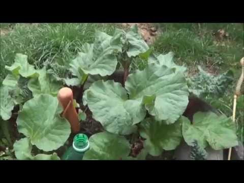 how to split and replant rhubarb