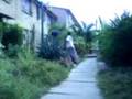 videos de cuetaso al pacheco