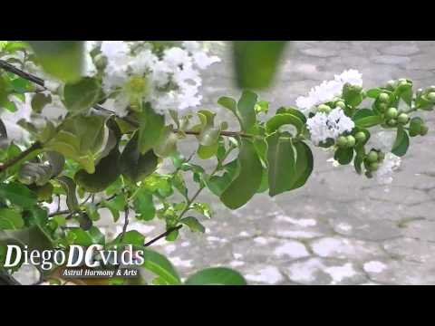 how to transplant pungas