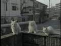 White Call(ホワイトコール) 今回は犬じゃなくて猫編