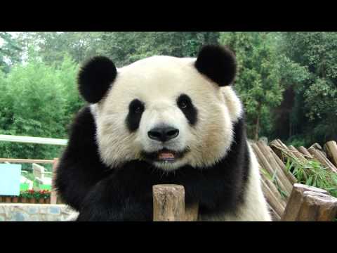 Un panda sorridente