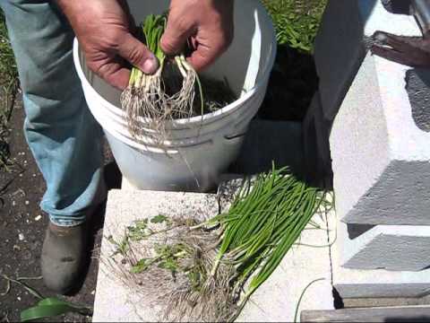 how to replant shallots