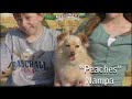 Zamzows Greatest American Dogs Zamzows Greatest American Dogs