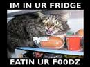LOLCAT POEM