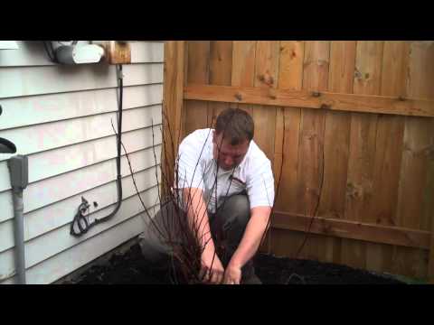 how to transplant red twig dogwood