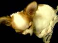 うらら 眠いです。