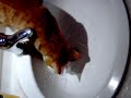 うたう猫動画