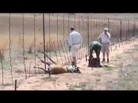 Release of the Hartebeest