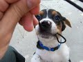 simon simon