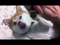 Click here to watch this video 柴犬、謎の手の動き