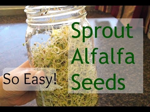 how to grow alfalfa sprouts