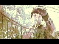 Tennis - Origins (OFFICIAL VIDEO)