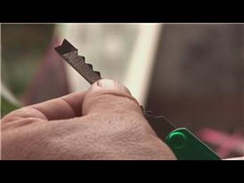 how to grow olive tree from seed