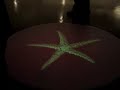 Mimetic Starfish @ Kinetica Mimetic Starfish @ Kinetica