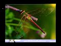 Un Canto a Galicia - Lugares - MisPowerPoint.com.mp4