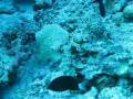 videos de Leopard torpedo ray. www.maydiving.ucoz.ru