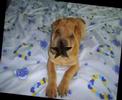 SHAR PEI  2