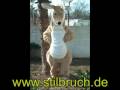 videos de WALK-ACT-KOSTUEME